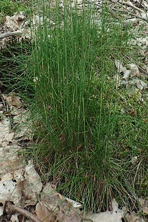 Deschampsia flexuosa \ Draht-Schmiele / Wavy Hair Grass, D Drover Heide 24.5.2018