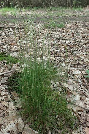 Deschampsia flexuosa \ Draht-Schmiele / Wavy Hair Grass, D Drover Heide 24.5.2018
