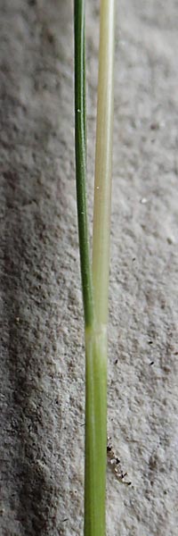 Festuca filiformis \ Haar-Schwingel, D Mannheim 12.5.2017