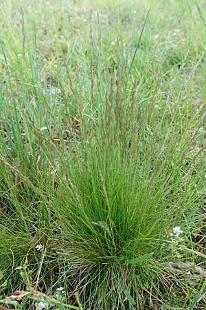 Festuca filiformis \ Haar-Schwingel, D Rödermark 13.5.2017