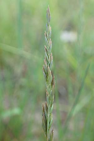 Festuca filiformis \ Haar-Schwingel, D Rödermark 13.5.2017