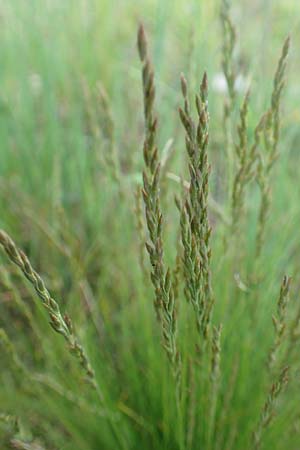 Festuca filiformis \ Haar-Schwingel, D Rödermark 13.5.2017