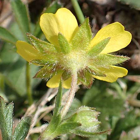 Potentilla verna \ Frhlings-Fingerkraut / Spring Cinquefoil, D Weinheim an der Bergstraße 31.3.2020