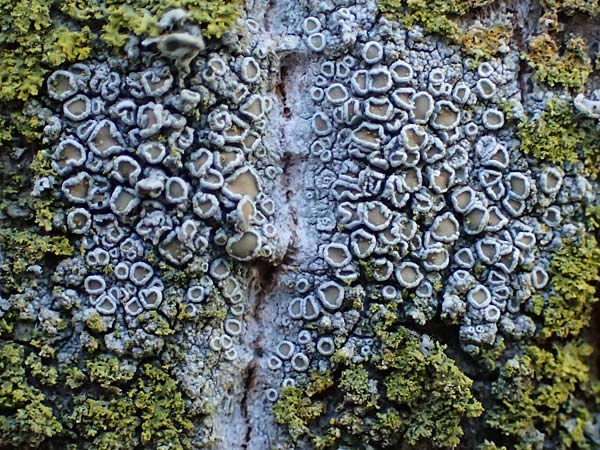 Lecanora dispersa ? \ Zerstreute Kuchenflechte / Mortar Rim Lichen, D Düsseldorf 11.3.2022