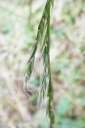 Festuca gigantea \ Riesen-Schwingel / Giant Fescue, D Weinheim an der Bergstraße 20.7.2015