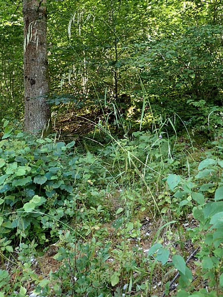 Bromus ramosus \ Hohe Wald-Trespe / Wild Oat, D Beuron 26.7.2015