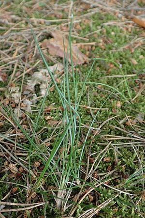 Deschampsia flexuosa \ Draht-Schmiele / Wavy Hair Grass, D Bad Dürkheim 1.6.2018