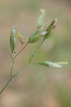 Deschampsia flexuosa \ Draht-Schmiele / Wavy Hair Grass, D Bad Dürkheim 1.6.2018