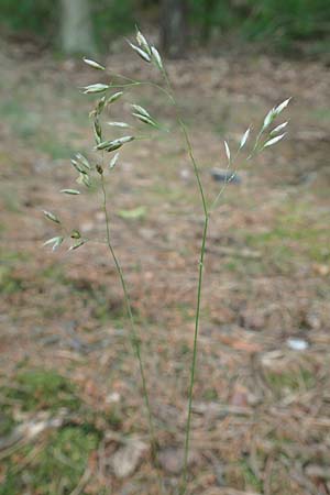 Deschampsia flexuosa \ Draht-Schmiele, D Bad Dürkheim 1.6.2018