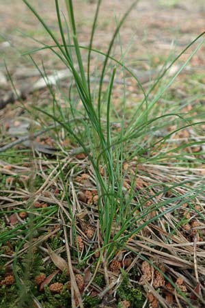 Deschampsia flexuosa \ Draht-Schmiele / Wavy Hair Grass, D Bad Dürkheim 1.6.2018