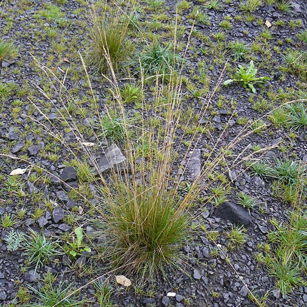 Festuca heteropachys \ Schlaffer Schwingel, Derber Schaf-Schwingel / Various-Thick Fescue, D Botan. Gar.  Universit.  Mainz 13.9.2008