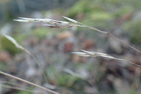 Festuca guestphalica \ Harter Schwingel / Westphalian Fescue, D Schriesheim 26.12.2015