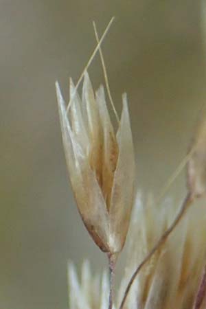 Deschampsia flexuosa \ Draht-Schmiele, D Erlenbach am Main 24.6.2017