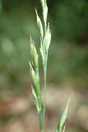 Festuca heteropachys \ Schlaffer Schwingel, Derber Schaf-Schwingel / Various-Thick Fescue, D Donnersberg 1.6.2018