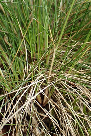 Festuca heteropachys \ Schlaffer Schwingel, Derber Schaf-Schwingel / Various-Thick Fescue, D Donnersberg 1.6.2018