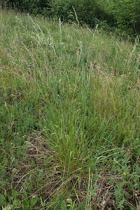 Festuca arundinacea \ Rohr-Schwingel, D Rauenberg 29.5.2022