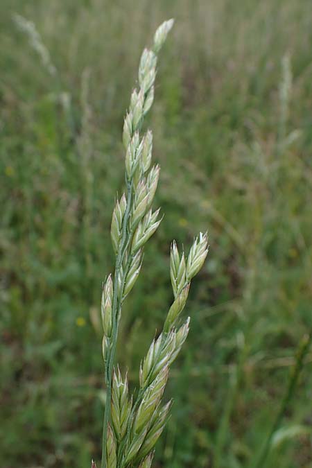 Festuca arundinacea \ Rohr-Schwingel / Tall Fescue, D Rauenberg 29.5.2022