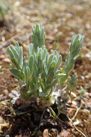 Filago arvensis \ Acker-Filzkraut / Field Cudweed, D St. Leon - Rot 4.5.2018