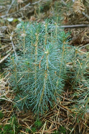 Picea abies \ Fichte, Rottanne, D Odenwald, Unterabtsteinach 18.11.2020