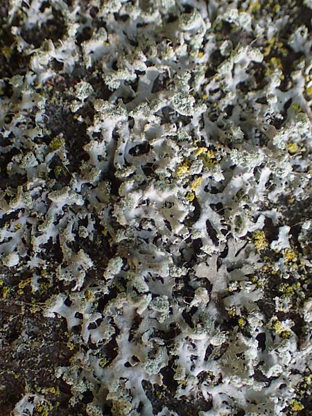 Parmotrema perlatum ? \ Breitlappige Schlsselflechte / Black Stone Flower, D Bochum 9.8.2021