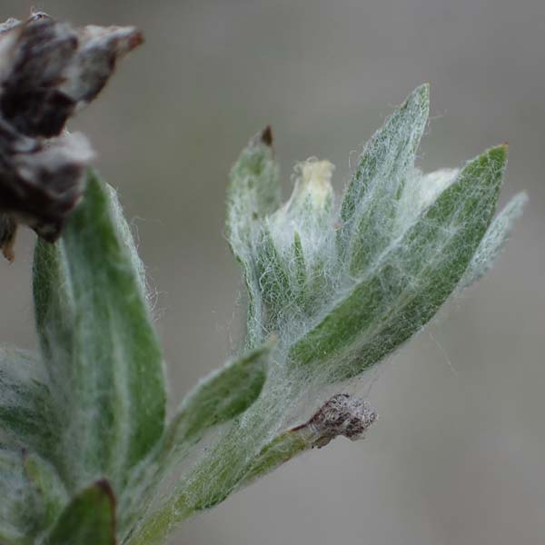 Filago arvensis / Field Cudweed, D Hohwacht 13.9.2021