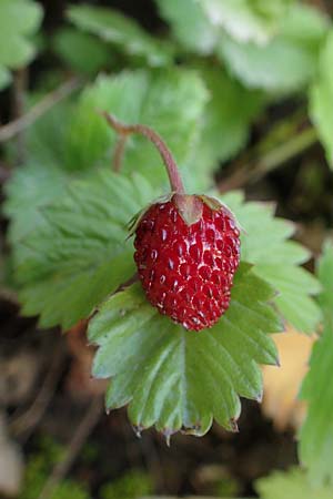 Fragaria iinumae x vesca \ Erdbeere 'Fontaine', D Hagen 20.6.2022