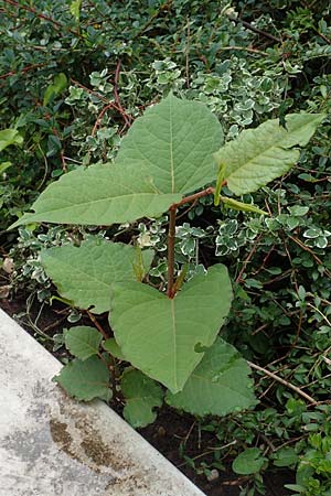 Fallopia japonica \ Japanischer Stauden-Knterich / Japanese Knodweed, D Mannheim 20.9.2015