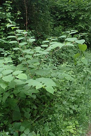 Fallopia japonica / Japanese Knodweed, D Bochum 22.5.2018