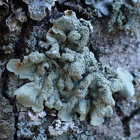 Flavoparmelia caperata ? \ Caperat-Schlsselflechte / Common Geenshield Lichen, D Düsseldorf 11.3.2022