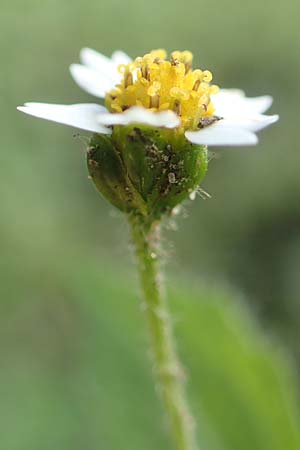 Galinsoga ciliata \ Behaartes Knopfkraut, Behaartes Franzosenkraut / Shaggy Soldier, D Mannheim 20.10.2019