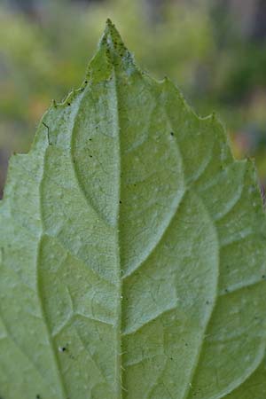 Galinsoga ciliata \ Behaartes Knopfkraut, Behaartes Franzosenkraut / Shaggy Soldier, D Bochum 8.9.2021