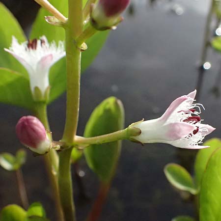 Menyanthes trifoliata \ Fieberklee, D  8.4.2024