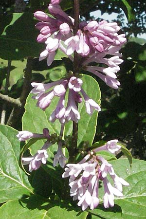 Syringa x prestoniae \ Kanadischer Flieder, Juni-Flieder / Preston Lilac, D Karlstadt 1.5.2007