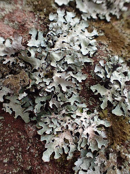 Parmelia sulcata \ Furchen-Schlsselflechte, Sulcat-Blattflechte / Net-Marked Shield Lichen, D Odenwald, Beerfelden 18.2.2017