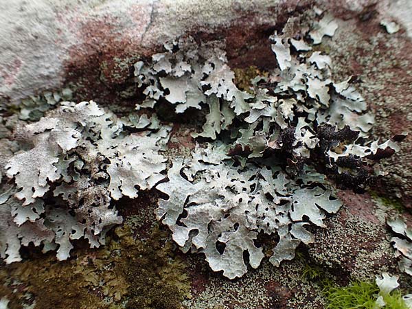 Parmelia sulcata \ Furchen-Schlsselflechte, Sulcat-Blattflechte / Net-Marked Shield Lichen, D Odenwald, Beerfelden 18.2.2017