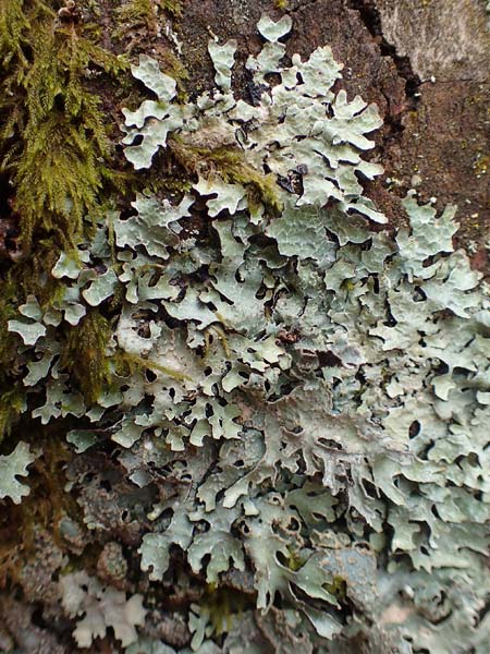 Parmelia sulcata \ Furchen-Schlsselflechte, Sulcat-Blattflechte / Net-Marked Shield Lichen, D Odenwald, Beerfelden 18.2.2017