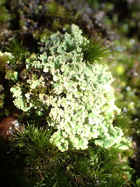 Cladonia coniocraea ? \ Gewhnliche Sulen-Flechte / Common Powderhorn Lichen, D Schwarzwald/Black-Forest, Allerheiligen 1.8.2017