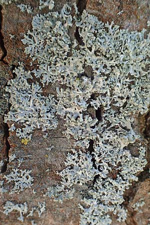 Physcia tenella \  Schwielenflechte / Rosette Lichen, D Übach-Palenberg 23.5.2018