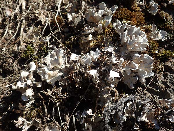 Cladonia spec4 ? \ Flechte, D Odenwald, Mörlenbach 24.6.2020