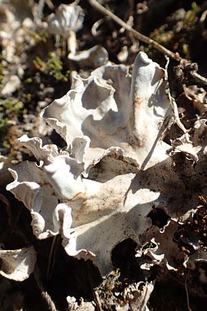 Cladonia spec4 ? \ Flechte, D Odenwald, Mörlenbach 24.6.2020