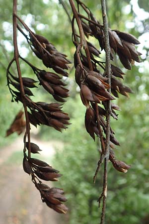 Syringa vulgaris \ Flieder, D Seeheim an der Bergstraße 2.8.2020