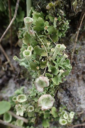 Cladonia spec5 ? \ Flechte / Lichen, D Wendtorf 18.9.2021