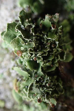 Cladonia spec5 ? \ Flechte / Lichen, D Wendtorf 18.9.2021