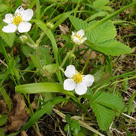 Fragaria moschata \ Zimt-Erdbeere, D Odenwald, Reichelsheim 2.5.2015