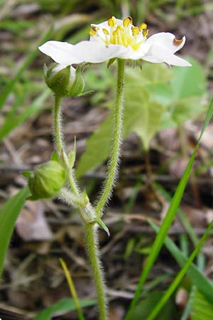 Fragaria moschata \ Zimt-Erdbeere, D Odenwald, Reichelsheim 2.5.2015