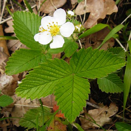 Fragaria moschata \ Zimt-Erdbeere / Hautbois Strawberry, D Odenwald, Reichelsheim 2.5.2015