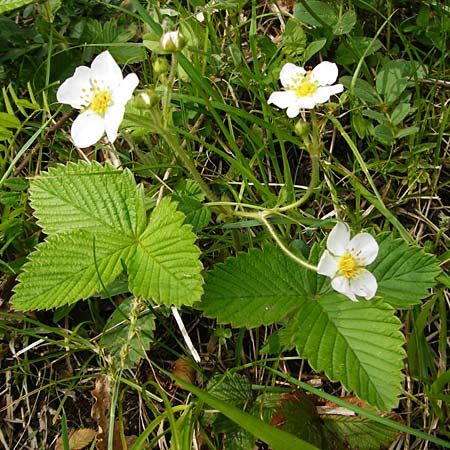 Fragaria moschata \ Zimt-Erdbeere, D Odenwald, Reichelsheim 2.5.2015