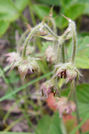 Fragaria moschata / Hautbois Strawberry, D Odenwald, Reichelsheim 16.6.2015