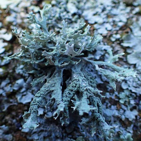 Evernia prunastri / Oak Moss, D Düsseldorf 11.3.2022