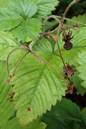 Fragaria moschata \ Zimt-Erdbeere, D Siegen 20.8.2022